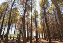 手机host科学上网-安卓Android手机加速器推荐