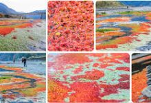 手机XX-net科学上网-安卓Android手机加速器推荐