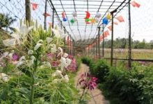 oppo手机如何科学上网-安卓Android手机加速器推荐