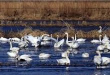 如何用苹果手机科学上网-安卓Android手机加速器推荐