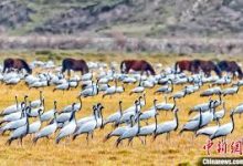 手机端科学上网-安卓Android手机加速器推荐