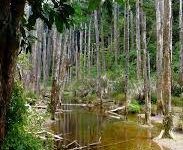 手机数据流量可以科学上网么-安卓Android手机加速器推荐