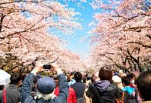 免费安卓手机科学上网软件下载-安卓Android手机加速器推荐