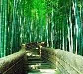 风赛 科学上网 手机-安卓Android手机加速器推荐