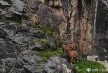 安卓能用的vpn-安卓Android手机加速器推荐