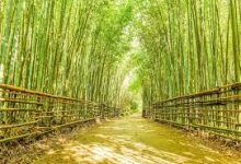 安卓怎么用vpn翻墙-安卓Android手机加速器推荐