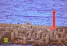 苹果手机用v2ray-安卓Android手机加速器推荐