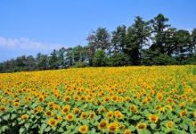 电脑的v2ray如何给手机-安卓Android手机加速器推荐