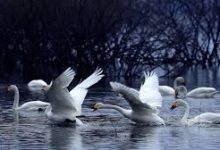 atom vpn安卓版-安卓Android手机加速器推荐